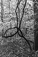 Entwined 9